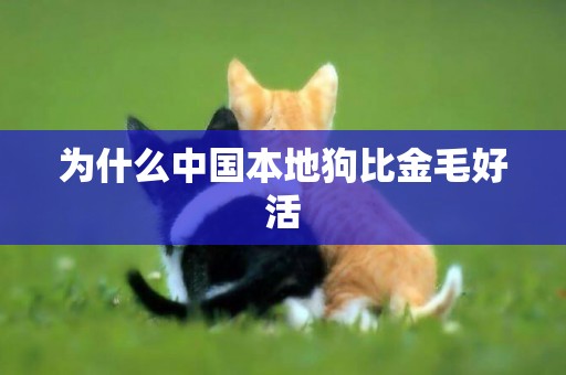 為什么中國本地狗比金毛好活
