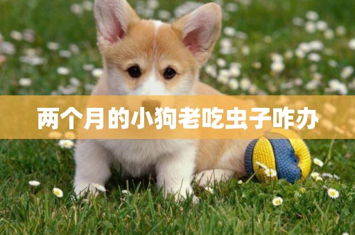 兩個月的小狗老吃蟲子咋辦