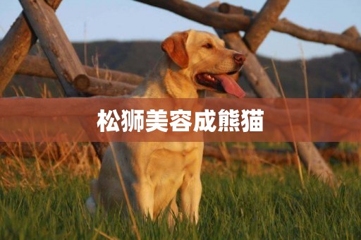 松獅美容成熊貓