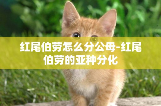 紅尾伯勞怎么分公母-紅尾伯勞的亞種分化