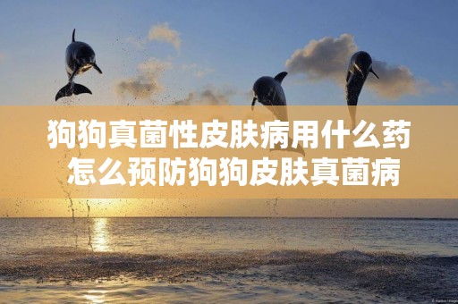 狗狗真菌性皮膚病用什么藥 怎么預防狗狗皮膚真菌病？