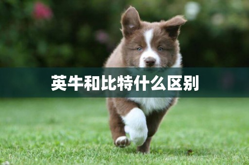 英牛和比特什么區別