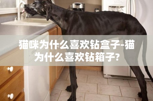 貓咪為什么喜歡鉆盒子-貓為什么喜歡鉆箱子?