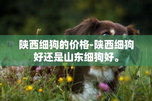 陜西細狗的價格-陜西細狗好還是山東細狗好。