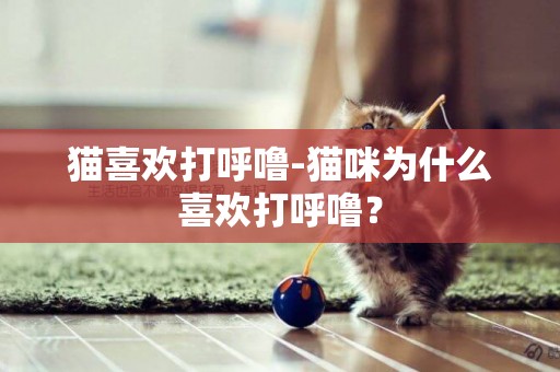 貓喜歡打呼嚕-貓咪為什么喜歡打呼嚕？