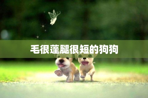 毛很蓬腿很短的狗狗