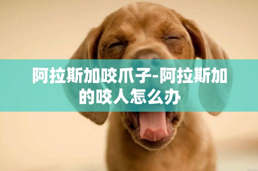 阿拉斯加咬爪子-阿拉斯加的咬人怎么辦