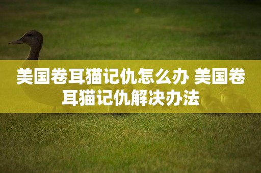 美國卷耳貓記仇怎么辦 美國卷耳貓記仇解決辦法