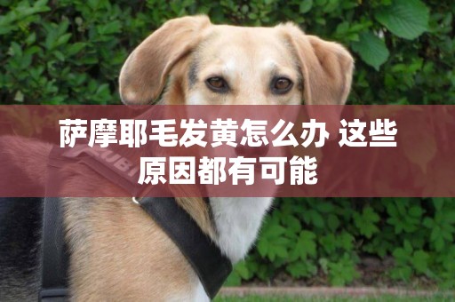 薩摩耶毛發黃怎么辦 這些原因都有可能