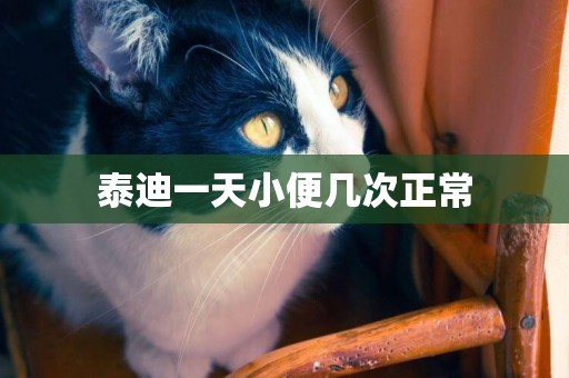 泰迪一天小便幾次正常