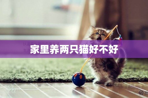 家里養兩只貓好不好