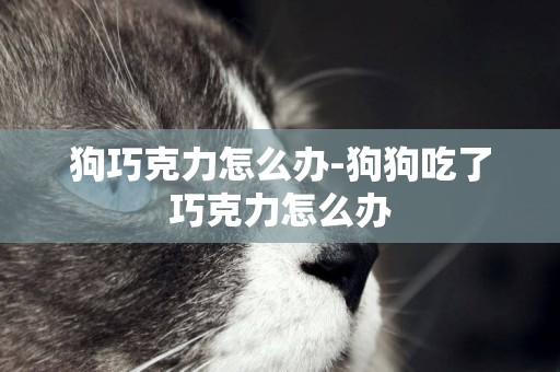 狗巧克力怎么辦-狗狗吃了巧克力怎么辦