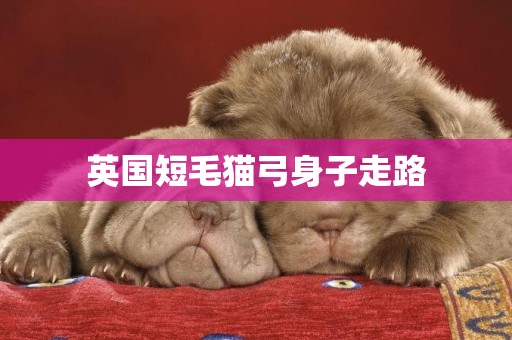英國短毛貓弓身子走路
