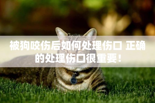 被狗咬傷后如何處理傷口 正確的處理傷口很重要！