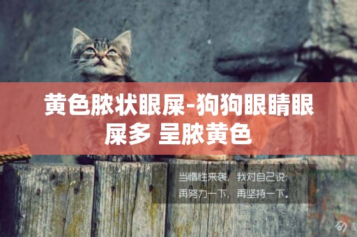 黃色膿狀眼屎-狗狗眼睛眼屎多 呈膿黃色