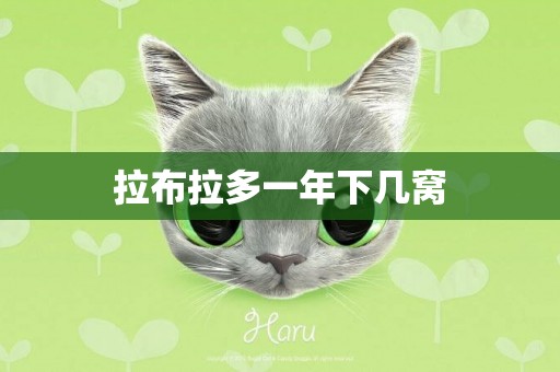 拉布拉多一年下幾窩