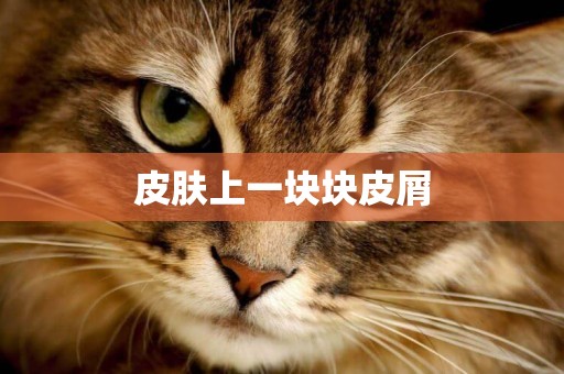 皮膚上一塊塊皮屑
