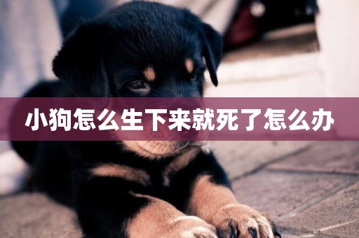 小狗怎么生下來就死了怎么辦