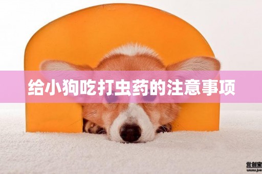 給小狗吃打蟲藥的注意事項
