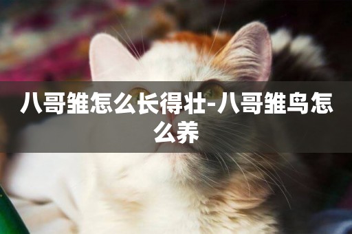 八哥雛怎么長得壯-八哥雛鳥怎么養