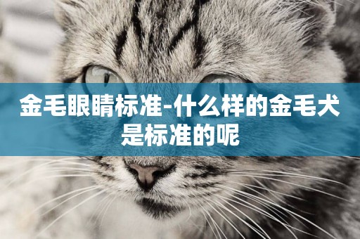 金毛眼睛標準-什么樣的金毛犬是標準的呢