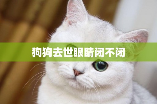 狗狗去世眼睛閉不閉