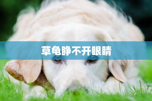 草龜睜不開眼睛