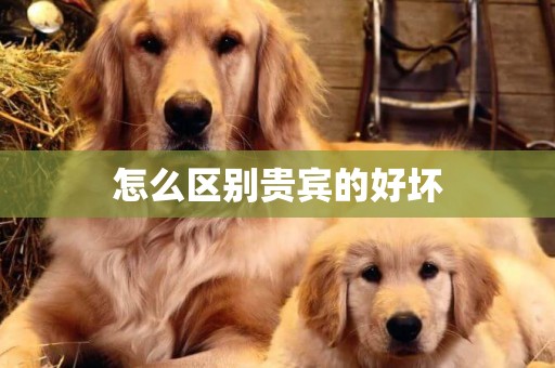 怎么區別貴賓的好壞