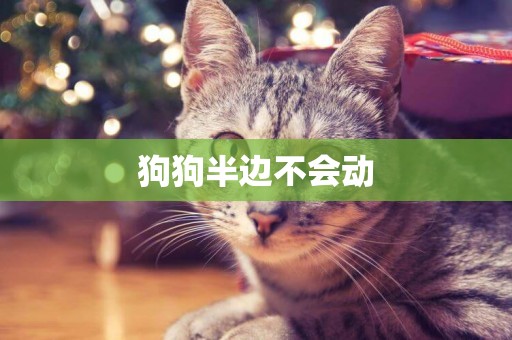 狗狗半邊不會動