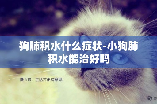 狗肺積水什么癥狀-小狗肺積水能治好嗎