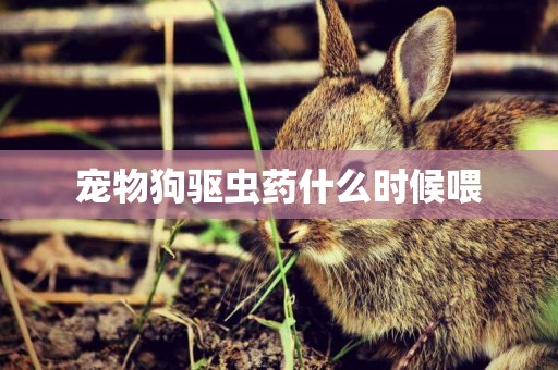 寵物狗驅蟲藥什么時候喂
