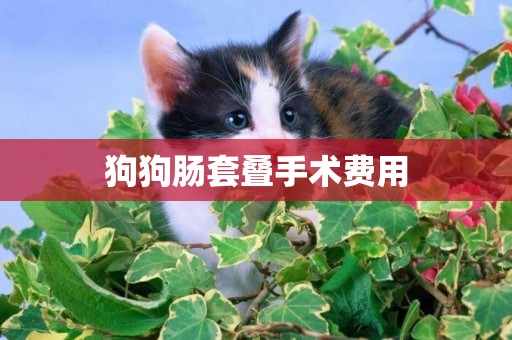 狗狗腸套疊手術費用