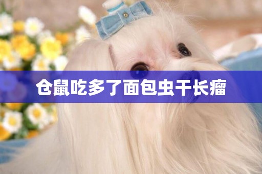 倉鼠吃多了面包蟲干長瘤
