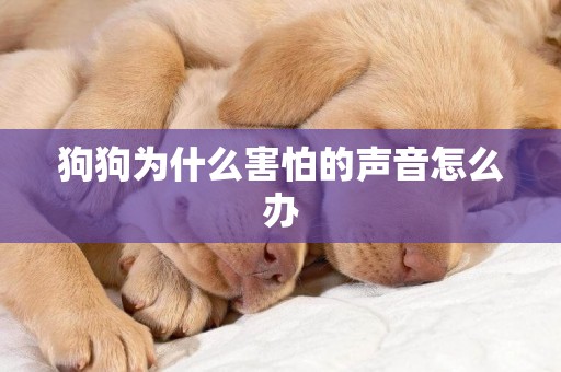 狗狗為什么害怕的聲音怎么辦