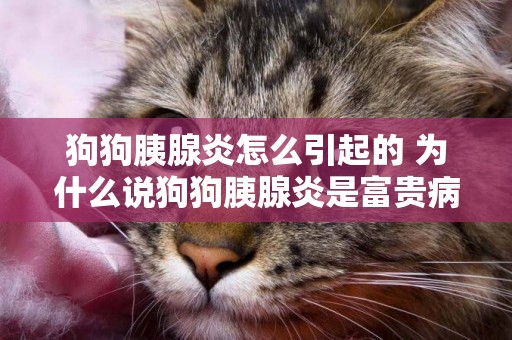 狗狗胰腺炎怎么引起的 為什么說狗狗胰腺炎是富貴病