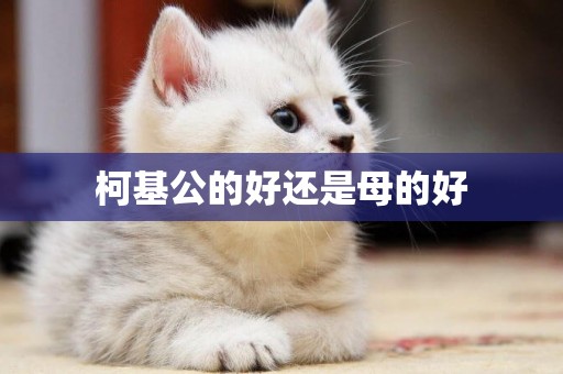 柯基公的好還是母的好