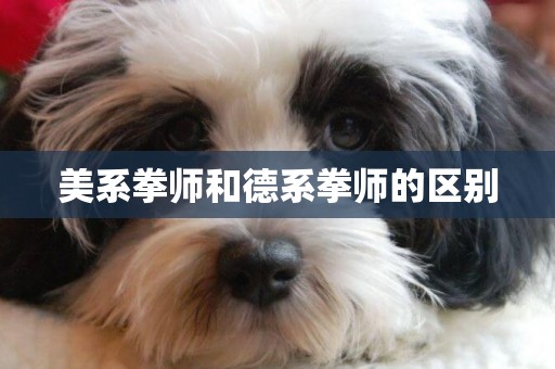 美系拳師和德系拳師的區別