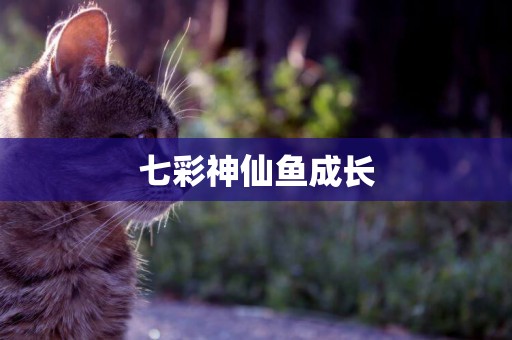 七彩神仙魚成長