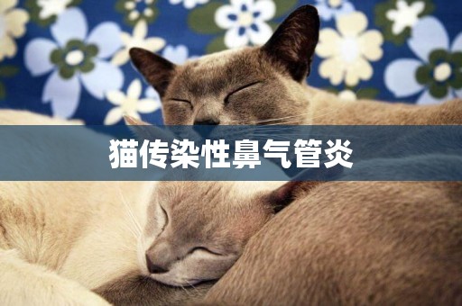 貓傳染性鼻氣管炎