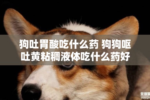 狗吐胃酸吃什么藥 狗狗嘔吐黃粘稠液體吃什么藥好