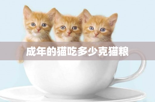 成年的貓吃多少克貓糧