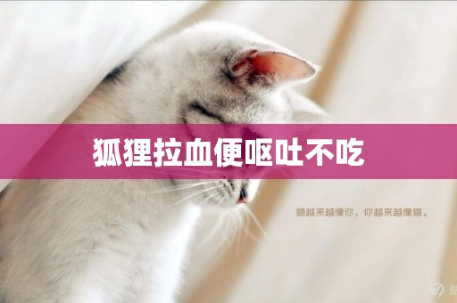 狐貍拉血便嘔吐不吃
