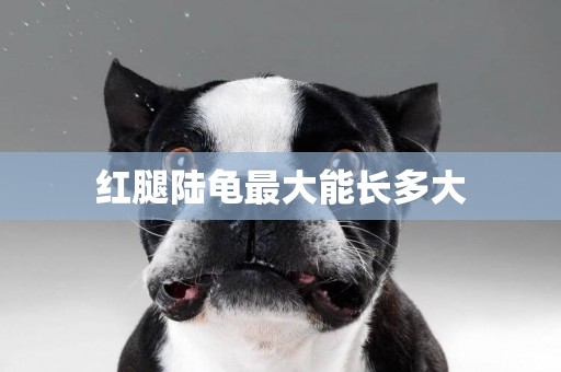 紅腿陸龜最大能長多大