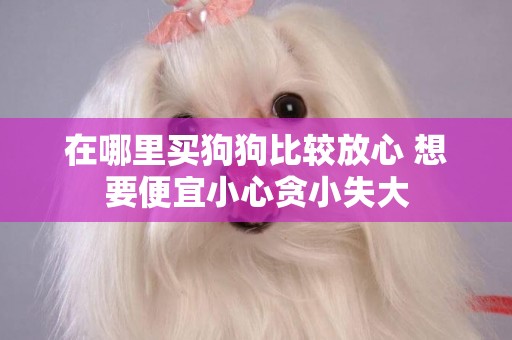 在哪里買狗狗比較放心 想要便宜小心貪小失大