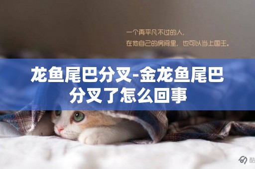 龍魚尾巴分叉-金龍魚尾巴分叉了怎么回事