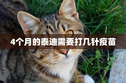 4個月的泰迪需要打幾針疫苗