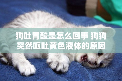 狗吐胃酸是怎么回事 狗狗突然嘔吐黃色液體的原因