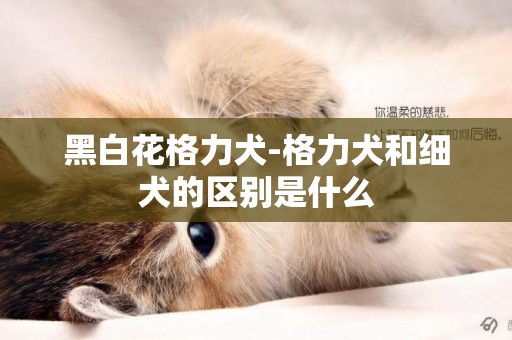 黑白花格力犬-格力犬和細犬的區別是什么