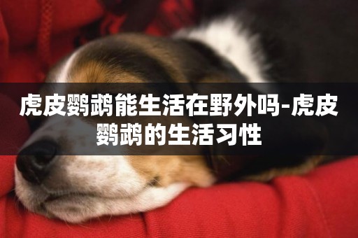 虎皮鸚鵡能生活在野外嗎-虎皮鸚鵡的生活習性
