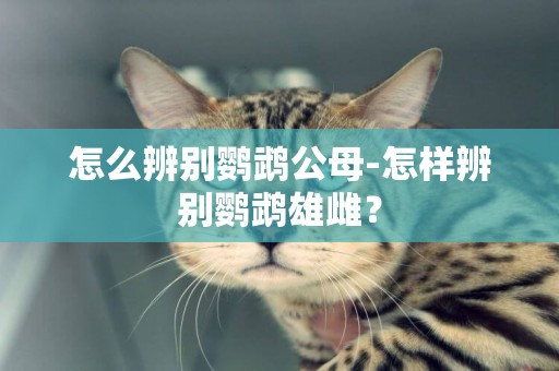 怎么辨別鸚鵡公母-怎樣辨別鸚鵡雄雌？